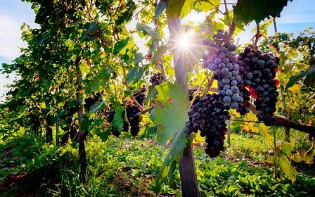 Vitiviniculture durable : Conférence de clôture du projet OENOMED le 13 octobre 2023