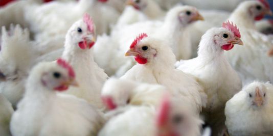 Ministère de l’Agriculture: Aucun cas de grippe aviaire enregistré en Tunisie