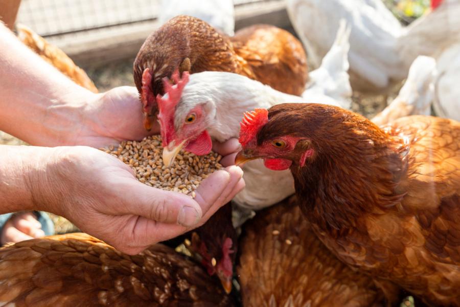 Les fabricants d'aliments de bétail et volaille enregistrent des pertes de 250 MDT