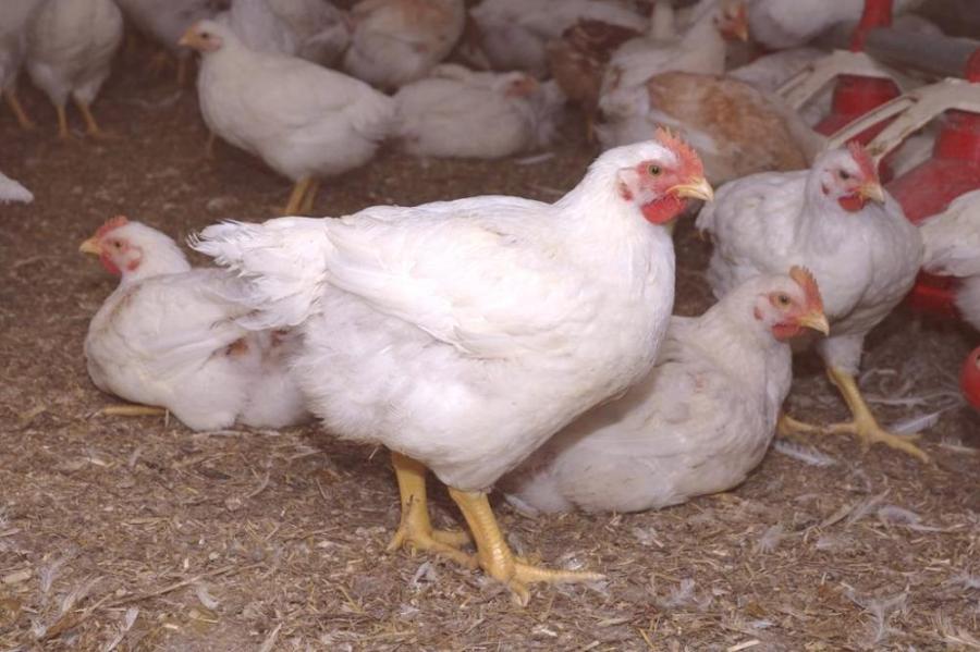 Plafonnement du prix de la volaille: Les petits abattoirs vont enfin devenir compétitifs !