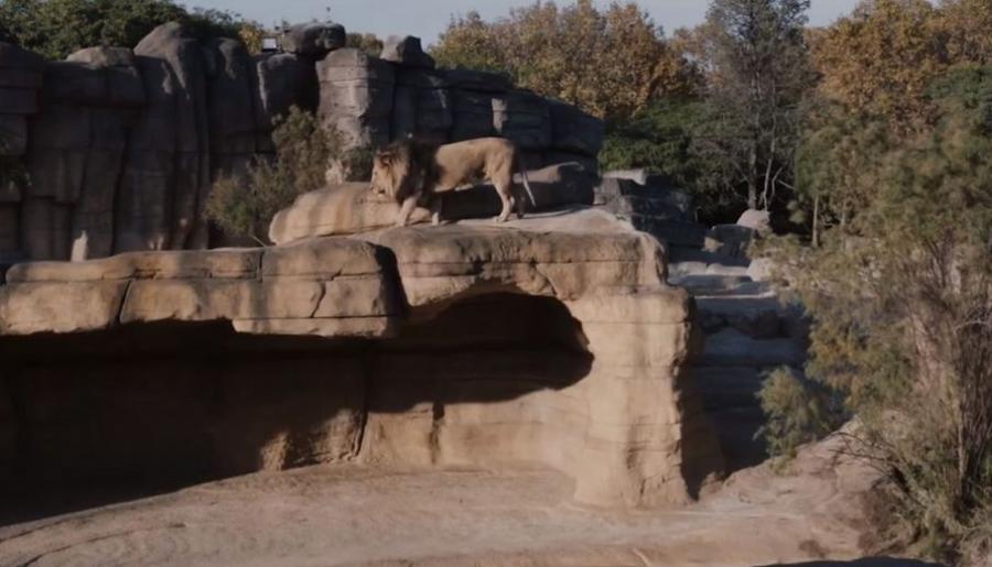 Les lions du zoo de Barcelone ont été contaminés au coronavirus