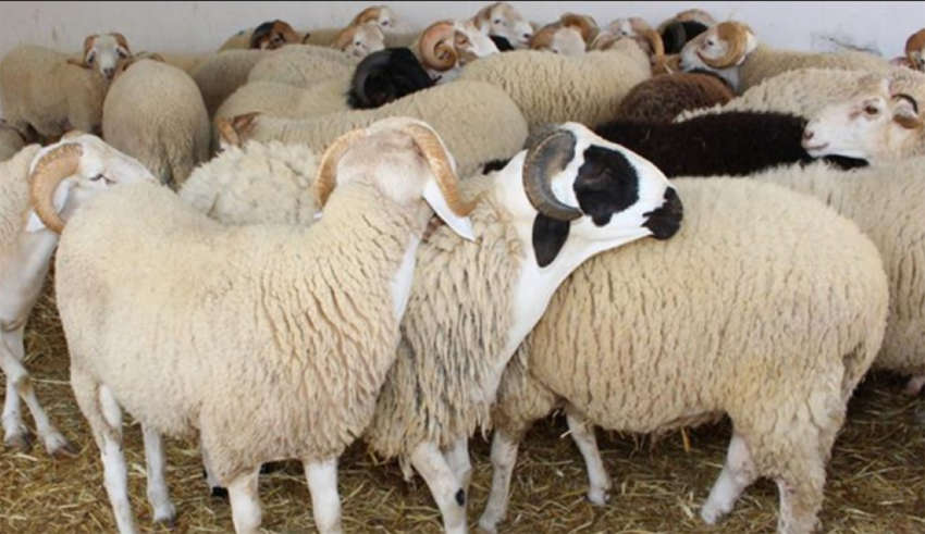 Fièvre catarrhale ovine: Des foyers de la langue bleue détectés dans certaines régions