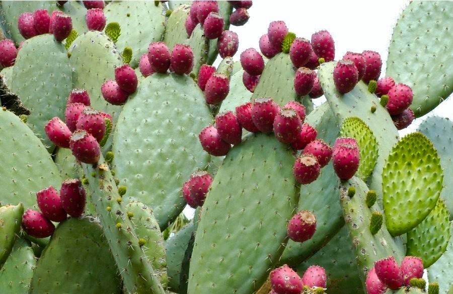 Figues de Barbarie: Plus de 50% des superficies touchées par la cochenille de cactus