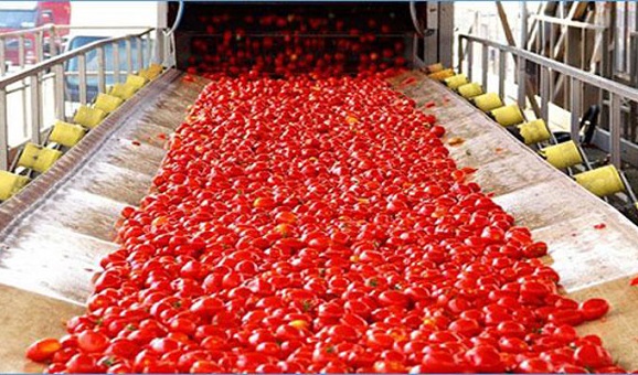 Hausse de la production de tomates de transformation
