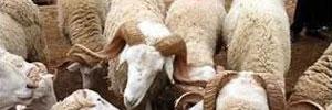 Tunisie-salon: les moutons de l'aîd en vente au SIAMAP 2009