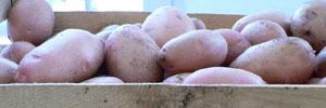 Tunisie: la pomme de terre à 400 millimes le kilo à la production