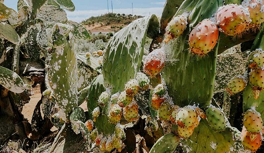 Kasserine : Baisse de la production de figues de barbarie