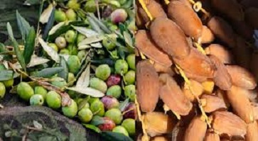 La Tunisie s’impose sur les marchés mondiaux des dattes et d’olive