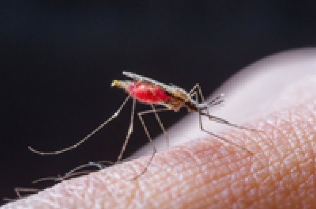 Enfin un vaccin contre le paludisme !