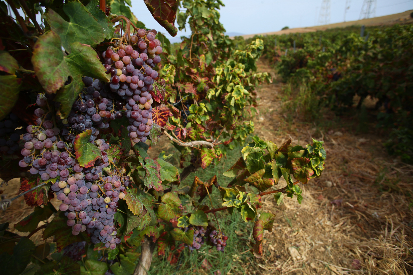 Mateur: Coup d’envoi de la récolte des raisins de cuve