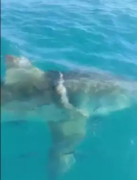 Panique chez les pêcheurs: Un requin blanc de 5 mètres aperçu à Sfax