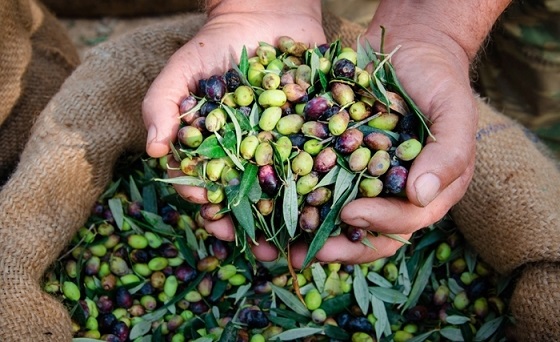 Saison prometteuse pour l’huile d’olive à Nabeul
