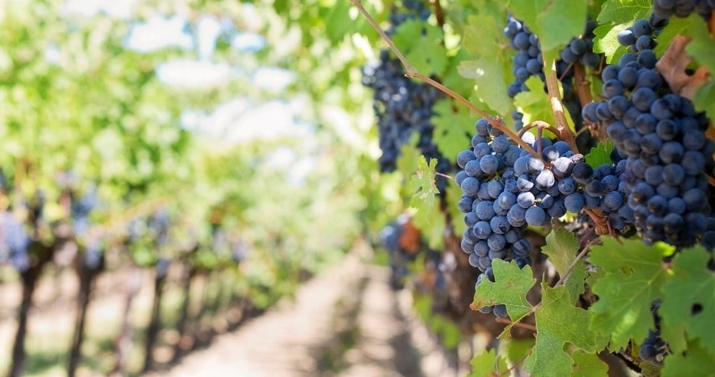 OENOMED - BESTMEDGRAPE : Pour promouvoir la durabilité du secteur vitivinicole