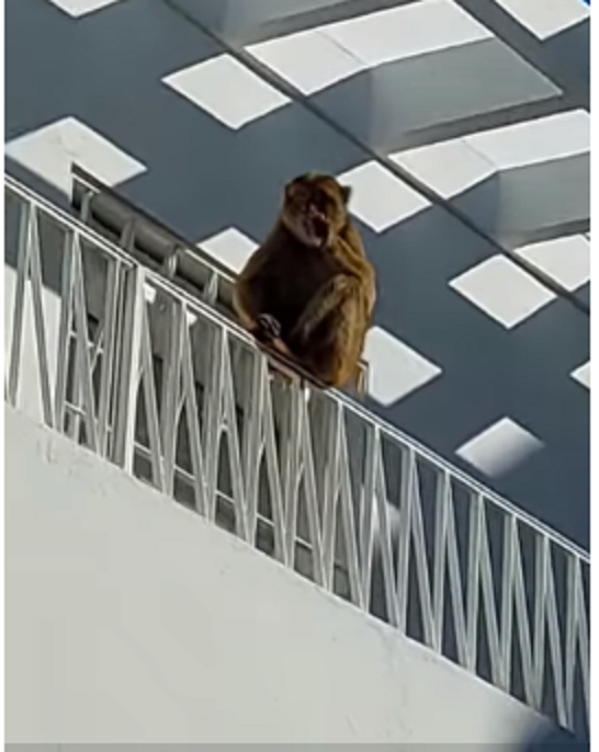 Un singe affamé en liberté sème l'inquiétude à la cité Mahrajène