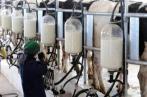 Arrêt total de la collecte du lait du 12 au 14 mai 2021 