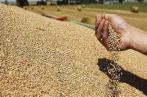 Céréales : appel d’offres international pour l’achat de 125.000 tonnes de blé tendre
