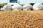  Plus de 6 millions de quintaux de céréales collectés