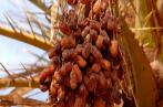  Kébili : Hausse de la production des dattes biologiques