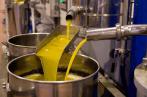 Huile d’olive : Une production de 220 mille tonnes d’huile pendant la saison actuelle