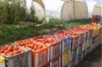 Sidi Bouzid : Baisse de la production des tomates destinées à la transformation