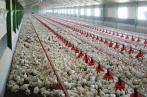 ONAGRI : Hausse du prix moyen à la production du poulet de chair vif de 8,9% entre août et septembre 2024