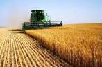  Récolte céréalière : plus de sept millions de quintaux collectés