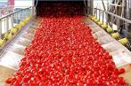  Nabeul : Tomate destinée à l’industrie, une récolte de  260.000 tonnes sur 6.000 ha 