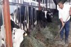 La crise du lait est due à la régression de 30% du cheptel des vaches productives