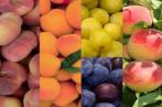 Hausse de la production des fruits à noyaux en raison de conditions climatiques favorables