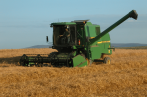 Hausse des prix du blé dur et tendre sur le marché international (ONAGRI)