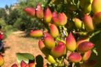  Kasserine : Une récolte record de pistaches attendue pour la saison agricole 2024/2025