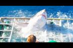 Un plongeur tombe nez-à-nez avec un requin blanc et en sort indemne (En Vidéo)