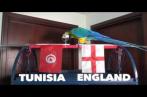 Tunisie-Angleterre: Ce perroquet a choisi la Tunisie (vidéo) 