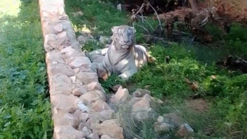 Tunisie: Un tigre rare abattu à Sfax suscite la polémique !