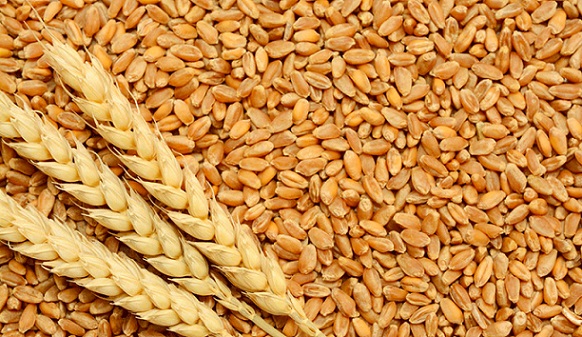 Tunisie : Achat de 100 000 tonnes de blé tendre