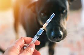 Tunisie : 9 nouveaux points de vaccination contre la rage