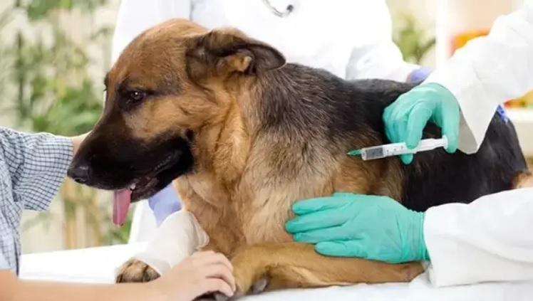 Rage: 140 mille chiens et 40 mille chats de compagnie vaccinés