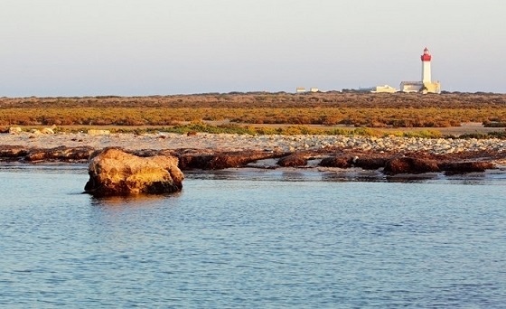 Vers la création de la première réserve marine de Tunisie dans les îles Kuriat