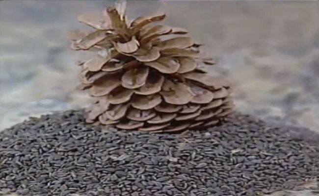 De la misère au prestige : l’incroyable destin de « l’assida zgougou »