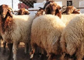 Tunis: Feu vert pour l&rsquo;ouverture des marchés de moutons de l’Aïd