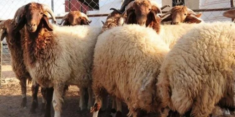 Tunis: Feu vert pour l&rsquo;ouverture des marchés de moutons de l’Aïd
