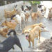 chiens errants Tunisie