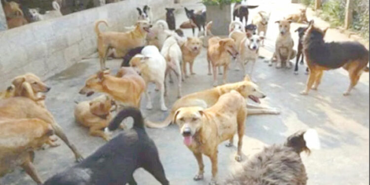 Violemment mordu par des chiens errants, un Tunisien interpelle directement le Président Kaïs Saïed