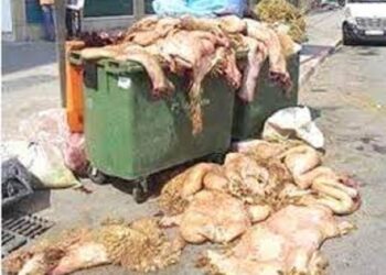 Bizerte: collecte record de 2 800 tonnes de déchets pendant l’Aïd