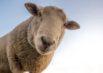 La vidéo hallucinante d’un mouton transporté sur une moto