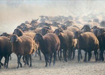 Aïd Al-Adha : L’importation des moutons, enjeu économique et social stratégique dans le monde arabe