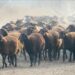 Aïd Al-Adha : L’importation des moutons, enjeu économique et social stratégique dans le monde arabe