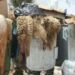 La Tunisie relance la valorisation des peaux d&rsquo;animaux de sacrifice 