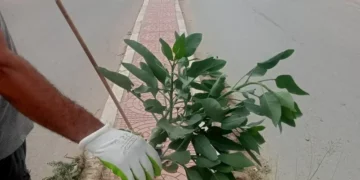 Akouda: Opération d&rsquo;arrachage de la plante toxique responsable du drame de Meknassi