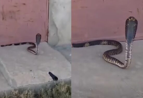 cobra